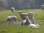 FZ012226 Lambs in field.jpg